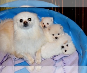 Mother of the Pomeranian puppies born on 08/26/2022