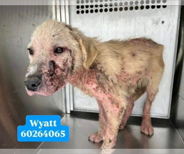 Medium Photo #3 Golden Labrador Puppy For Sale in Fort Worth, TX, USA