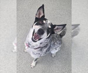 Mutt Dogs for adoption in Fort Collins, CO, USA