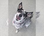 MILLER - Female Mutt Dog for Adoption - Small photo