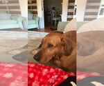 Small #2 Labrador Retriever Mix