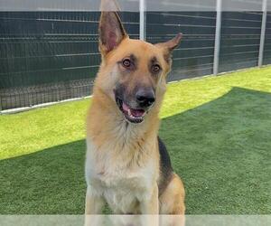 German Shepherd Dog Dogs for adoption in Orange, CA, USA