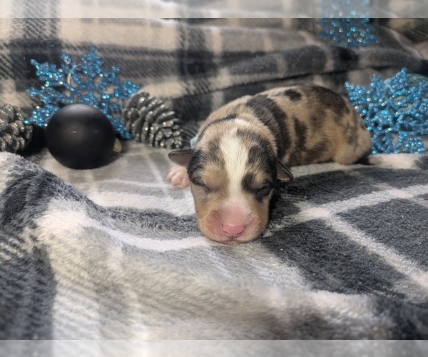 Medium Photo #1 Pembroke Welsh Corgi Puppy For Sale in SPOKANE, WA, USA