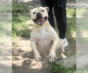 Moo Deng - Female Bulldog-Staffordshire Bull Terrier Mix Dog for Adoption - Photo #11