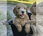 Puppy Patty Goldendoodle