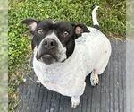 Small #5 American Pit Bull Terrier Mix