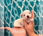 Small #1 Maltese