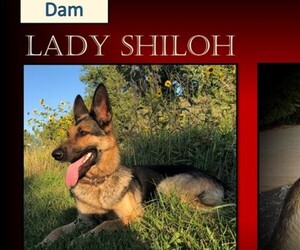 German Shepherd Dog Litter for sale in CLEARWATER, FL, USA
