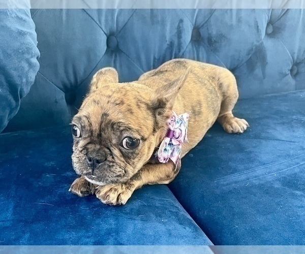 Medium Photo #9 French Bulldog Puppy For Sale in COLORADO SPRINGS, CO, USA