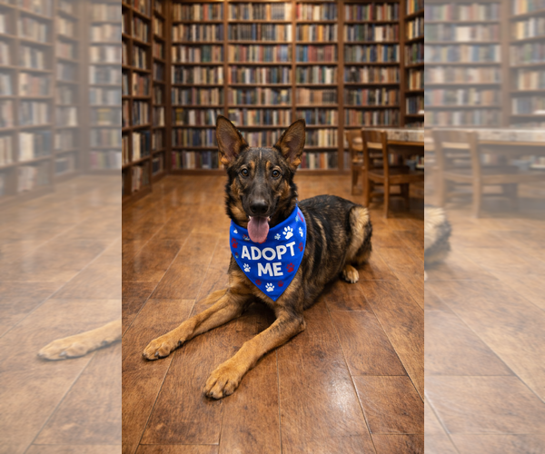 Medium Photo #6 Mutt Puppy For Sale in Euless, TX, USA