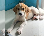 Small #1 Great Pyrenees Mix