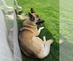 Small #2 Akita-German Shepherd Dog Mix