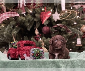Aussie-Poo-Aussiedoodle Mix Puppy for sale in CONNERSVILLE, IN, USA