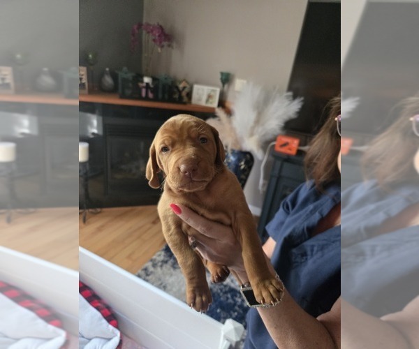 Medium Photo #7 Vizsla Puppy For Sale in PINCKNEY, MI, USA