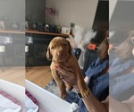 Small #6 Vizsla
