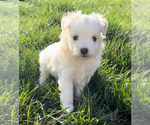 Small Photo #1 F2 Aussiedoodle Puppy For Sale in OZARK, MO, USA