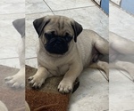 Small Photo #1 Pug Puppy For Sale in DOTHAN, AL, USA
