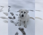 Small Photo #2 Labrador Retriever Puppy For Sale in GREER, SC, USA