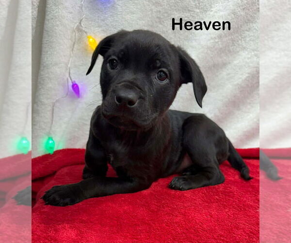 Medium Photo #1 American Staffordshire Terrier-Unknown Mix Puppy For Sale in Wenonah, NJ, USA