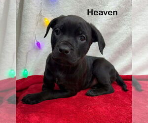 American Staffordshire Terrier-Unknown Mix Dogs for adoption in Wenonah, NJ, USA