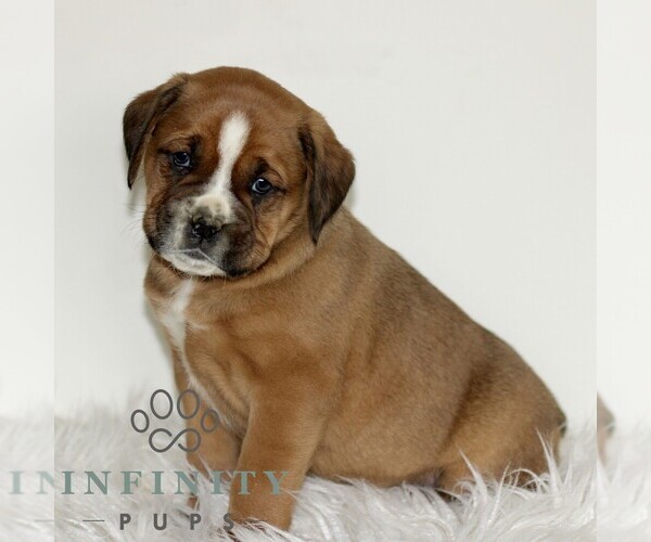 Medium Photo #3 Boxador Puppy For Sale in NEW HOLLAND, PA, USA