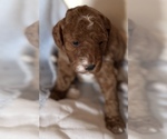Small #4 Goldendoodle (Miniature)