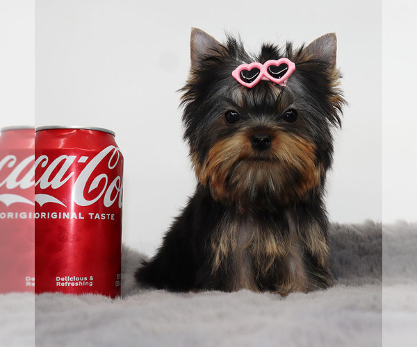 Medium Photo #3 Yorkshire Terrier Puppy For Sale in LOS ANGELES, CA, USA