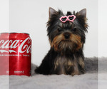 Small #2 Yorkshire Terrier