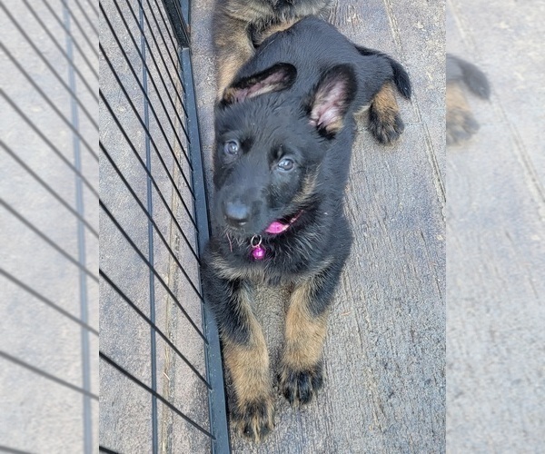 Medium Photo #10 German Shepherd Dog Puppy For Sale in RICE LAKE, WI, USA