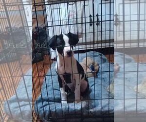 Mutt Dogs for adoption in Hinton, WV, USA