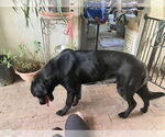 Small #2 Labrador Retriever