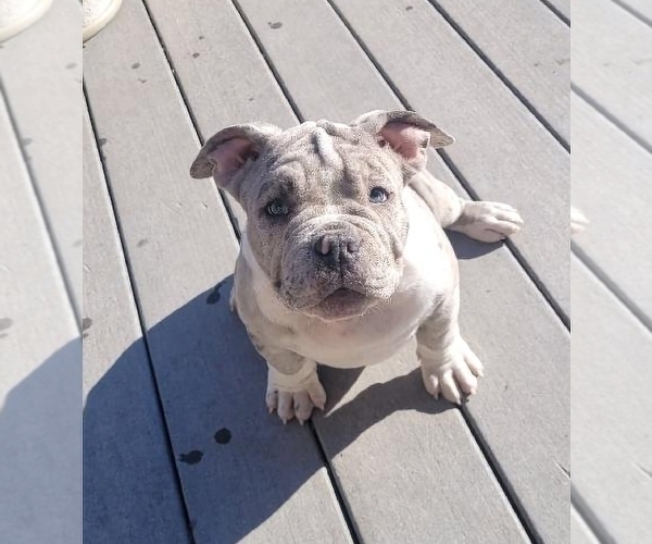 Medium Photo #3 American Bully Puppy For Sale in MARTELL, NE, USA