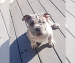 Small Photo #3 American Bully Puppy For Sale in MARTELL, NE, USA
