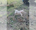 Small Photo #3 Labrador Retriever Puppy For Sale in WALLER, TX, USA