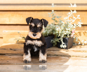 Schnauzer (Miniature) Puppy for sale in NAPPANEE, IN, USA
