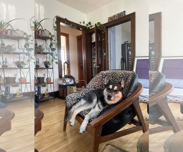 Medium Photo #32 Huskies -Unknown Mix Puppy For Sale in Minneapolis, MN, USA