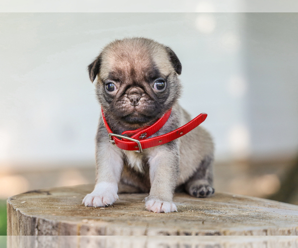 Medium Photo #1 Pug Puppy For Sale in LIBERTY, KY, USA