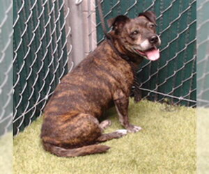 Mutt Dogs for adoption in Downey, CA, USA