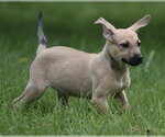 Small #9 Boxer Mix