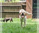 Small #4 Great Pyrenees-Retriever  Mix