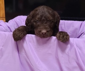 Labradoodle Puppy for sale in LITTLE FALLS, MN, USA