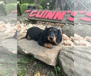Dachshund Puppy for sale in STELLA, MO, USA