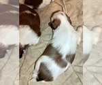 Small #1 Shih Tzu