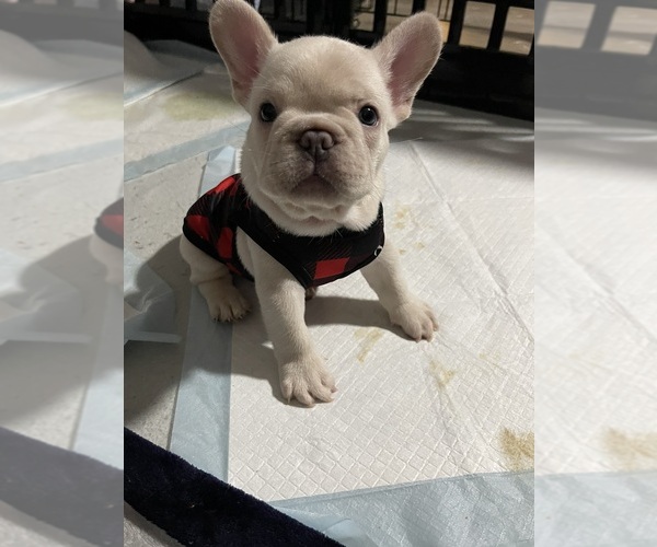 Medium Photo #10 French Bulldog Puppy For Sale in SAN BERNARDINO, CA, USA