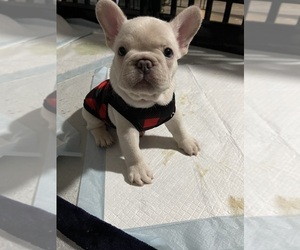 Medium French Bulldog