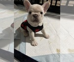 Puppy Marshmello French Bulldog