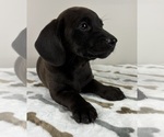 Image preview for Ad Listing. Nickname: Dolly