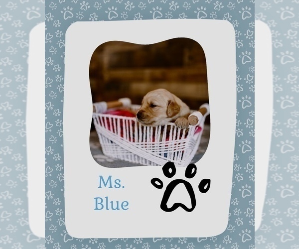 Medium Photo #6 Golden Retriever Puppy For Sale in VERONA, KY, USA