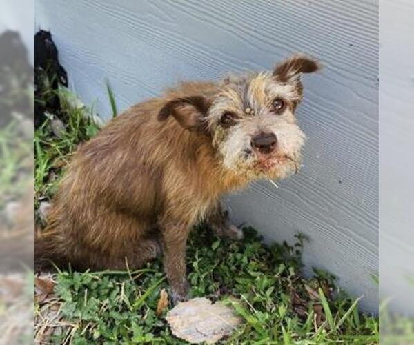 Medium Photo #1 Mutt Puppy For Sale in San Antonio, TX, USA