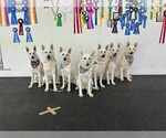 Small #3 German Shepherd Dog
